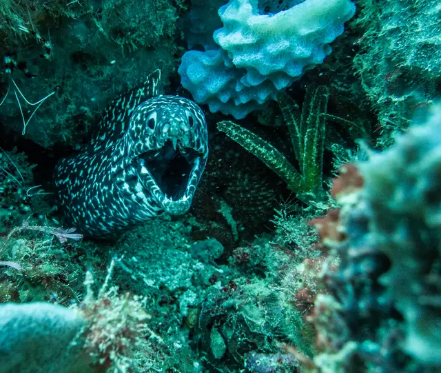 Un plateau corallien coloré peuplé de poissons