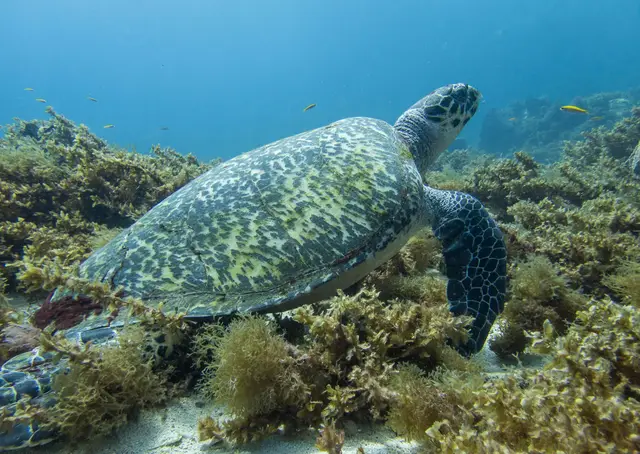 Une tortue posée sur un fond de sable clair