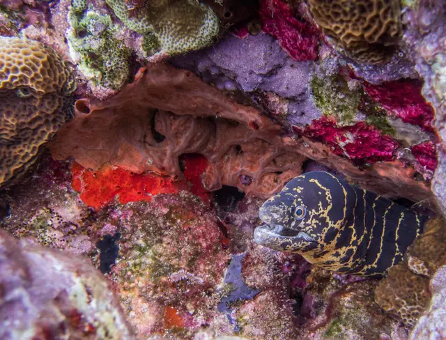 Une murène sortant de son trou dans un récif coloré, entre éponges rouges et coraux